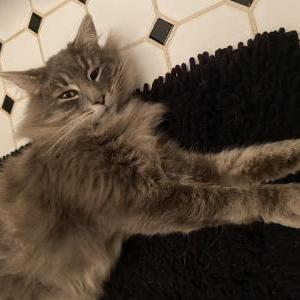 Lost Cat Luna
