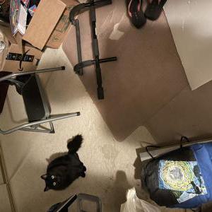 Image of Lil bits, Lost Cat