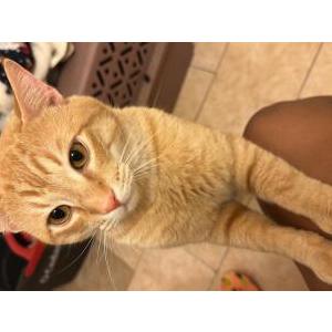 Image of Raleigh, Lost Cat