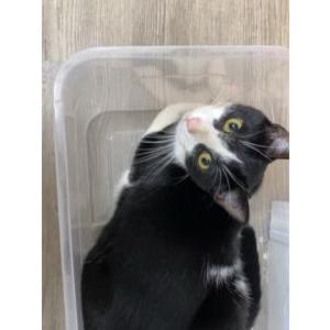 Image of bloopy, Lost Cat