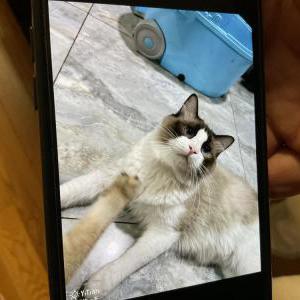 Image of Dumpling, Lost Cat
