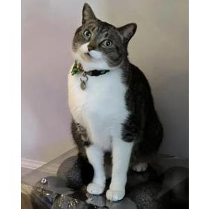 Lost Cat Milo