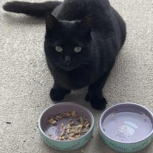 Found Cat Unknown