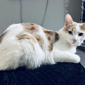 Image of Cookie, Lost Cat