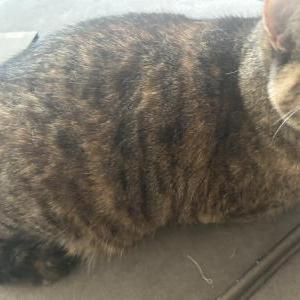Lost Cat Kiki
