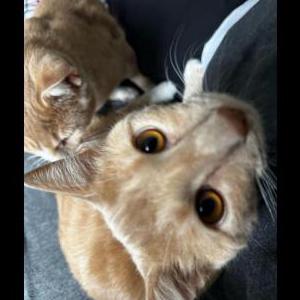 Image of Millo, Lost Cat