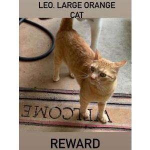 Lost 2 Leo (MO)