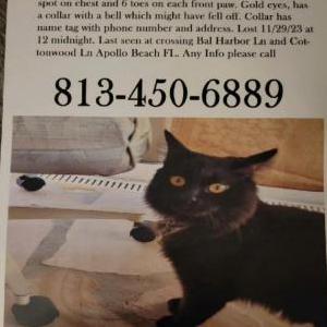 Image of Spooky, Lost Cat