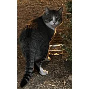 Image of unknown, Found Cat