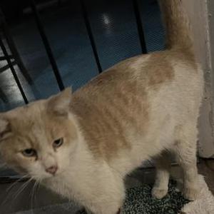 Found Cat unknown