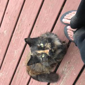 Lost Cat Ranch
