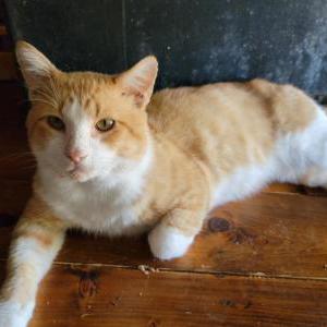 Lost Cat Crumb
