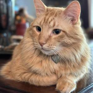 Lost Cat Gar