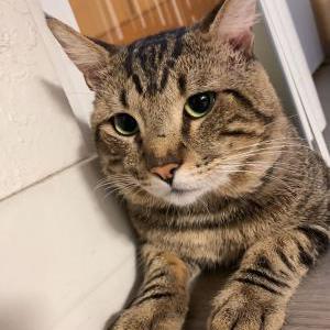 Image of Teddy, Lost Cat