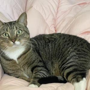 Image of Hunter, Lost Cat