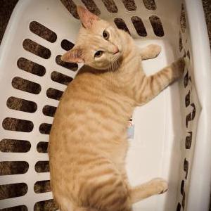 Lost Cat Damien