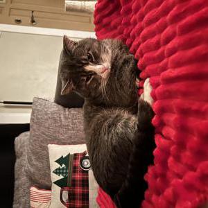 Lost Cat Shadow