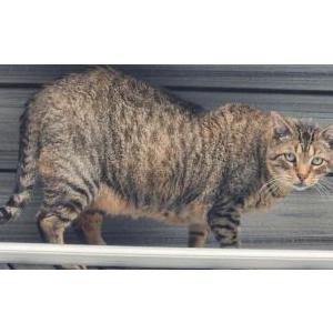 Lost Cat Tubbs