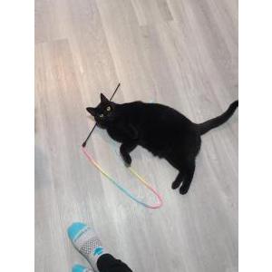 Image of Gigi, Lost Cat