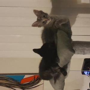 Image of Bunny, Lost Cat