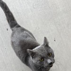 Found Cat ??