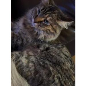 Lost Cat Niña