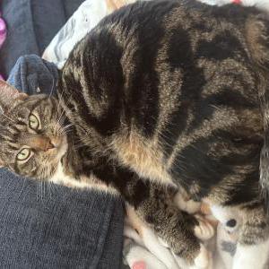 Lost Cat Lexi