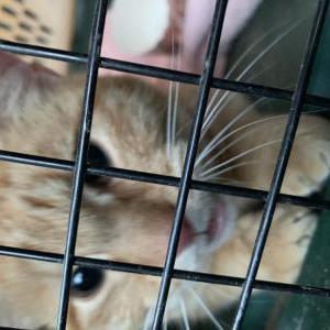 Found Cat Unknown