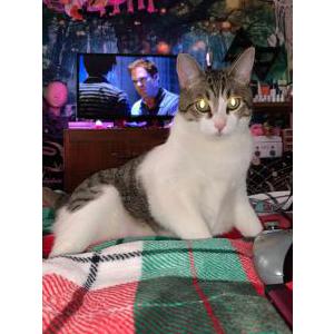 Lost Cat Killian