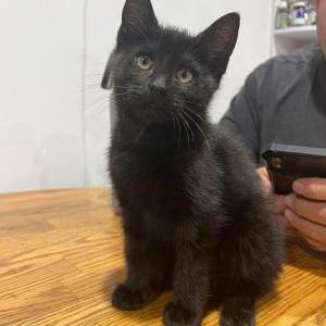 Lost Cat jynx