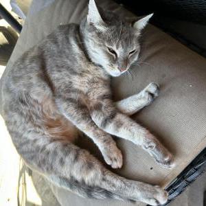 Lost Cat Nymaria