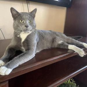 Image of Einstein, Lost Cat