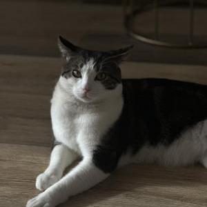 Image of luna, Lost Cat