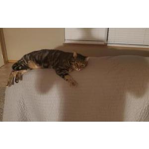 Lost Cat Dan