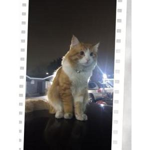 Lost Cat Mykitty