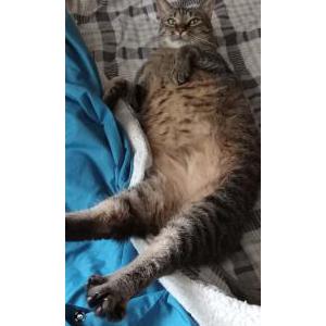 Lost Cat Shadow