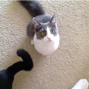 Image of Sunny, Lost Cat