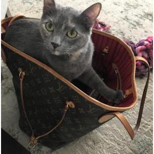 Lost Cat Roxy