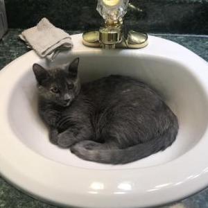 2nd Image of Roxy, Lost Cat