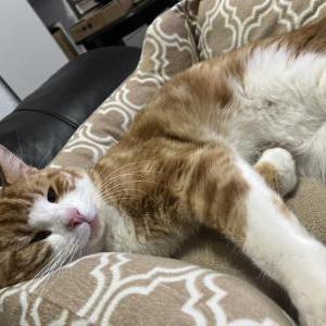 Image of Unknown, Found Cat