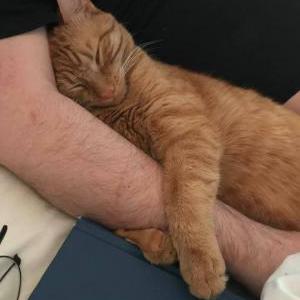 Lost Cat Pippin