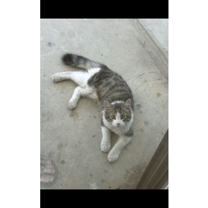 Image of Smokey, Lost Cat