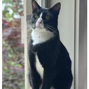 Lost Cat Adam