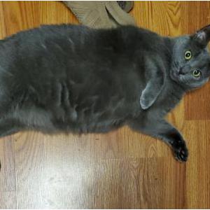 Lost Cat Stormi