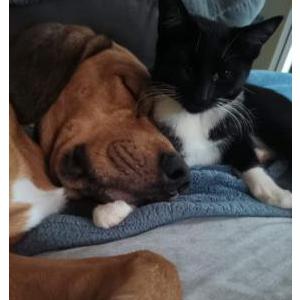 Lost Cat Penelope