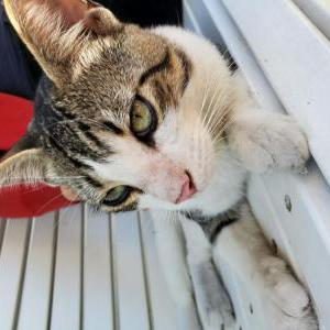 Image of Unknown, Found Cat