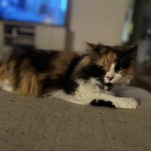 Lost Cat Elphie