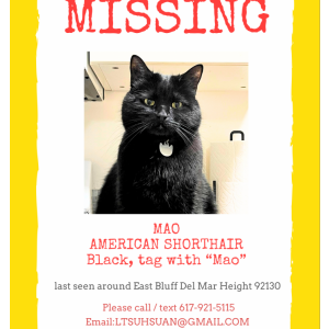 Lost Cat Mao