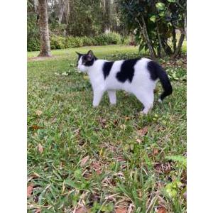Found Cat Unknown