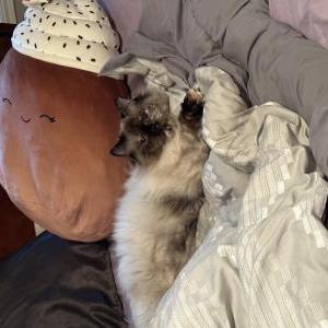Lost Cat Yeti